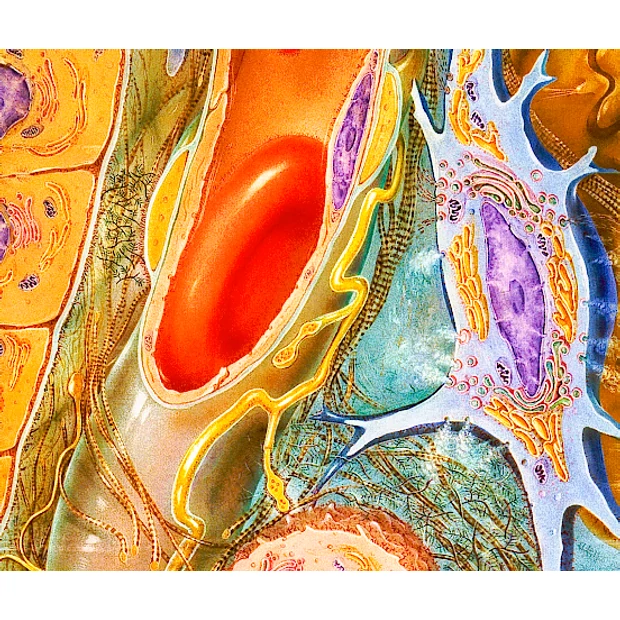 A NÉMA GYILKOS - a tartós, krónikus GYULLADÁS